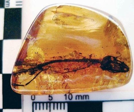 España: Encuentran cráneo fósil de lagartija gusano del mioceno medio