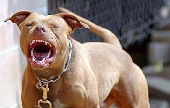 Desalmado encierra y vigila con un pitbull a su esposa durante ocho años