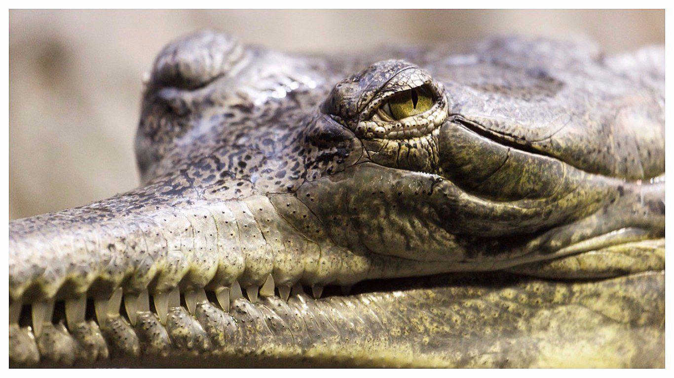 México: familia tenía un cocodrilo como mascota 