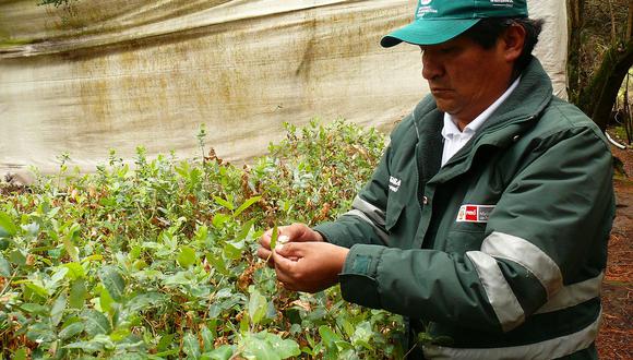 Senasa mantiene bajo control en 90% al pulgón del eucalipto en Huancavelica