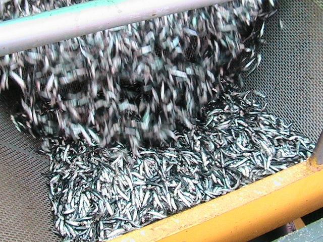 Suspenden extracción de Anchoveta por cinco días para no depredar recurso