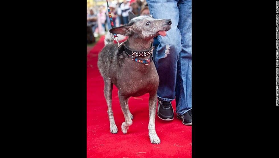 Concurso premia a los perros más feos (FOTOS)