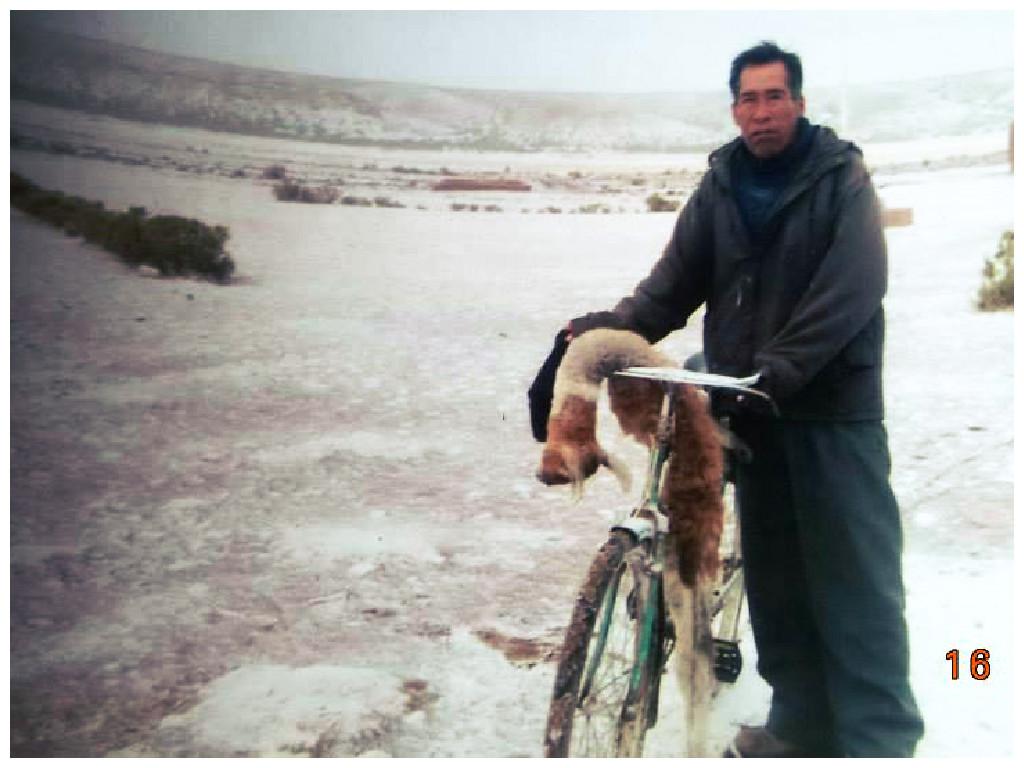 TACNA: intensas heladas matan a más de 8,000 camélidos en zona andina 
