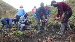 Midagri informa que Huánuco es el segundo productor de papa a nivel nacional