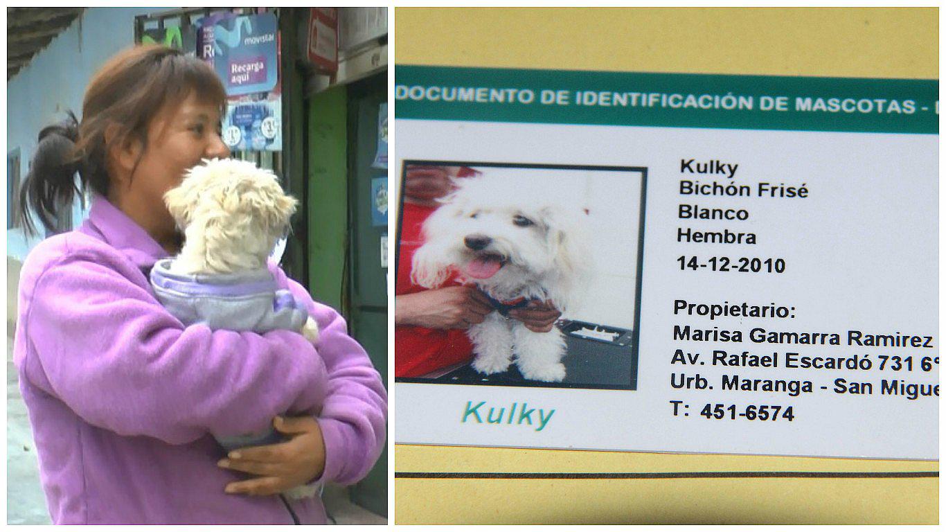 Municipalidad de Huancayo multará a dueños de perros y gatos indocumentados 