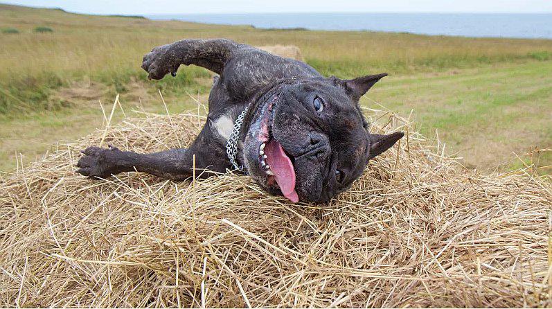 Cannabis legalizado provoca toxicidad en las mascotas y consecuencias devastadoras