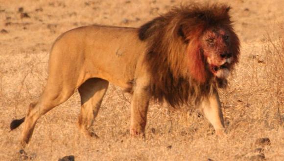 Zoológico donde se mató a jirafa sacrificó a cuatro leones sanos