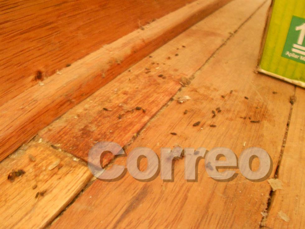 Ratas se comen productos de Qali Warma (FOTOS)