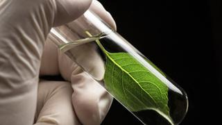 La electrónica supera la eficacia de las plantas con fotosíntesis artificial