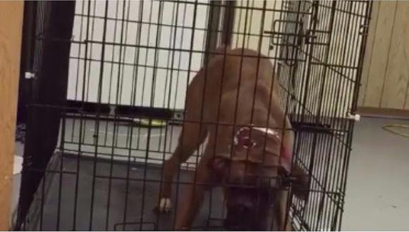 ​Facebook: la genial forma en que un perro escapa de su jaula (VIDEO)