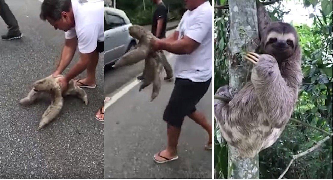 Video de un oso perezoso saludando y "sonriendo" a su rescatista enternece las redes sociales
