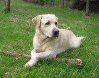 Japón: Condecoran a perro labrador por salvar a niña de 3 años