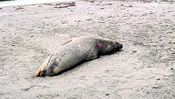 Varios lobos marinos son encontrados muertos en San Clemente