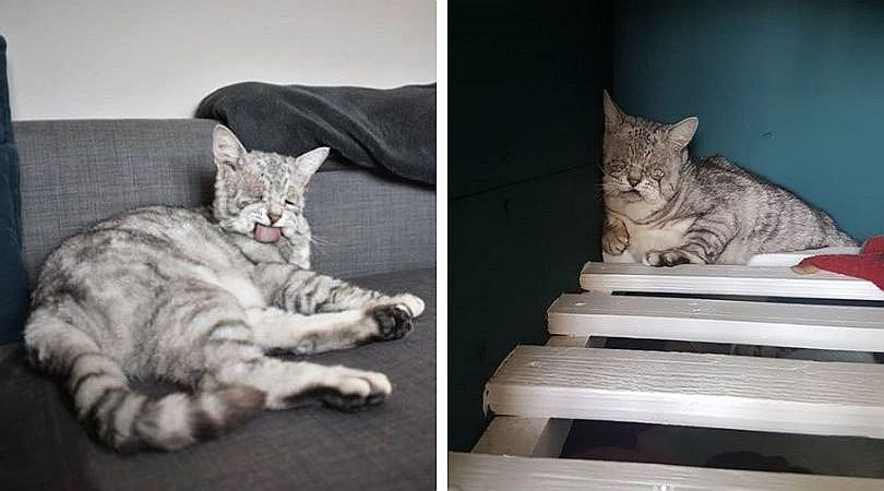 Gato es viral en internet por padecer extraño mal (FOTOS)