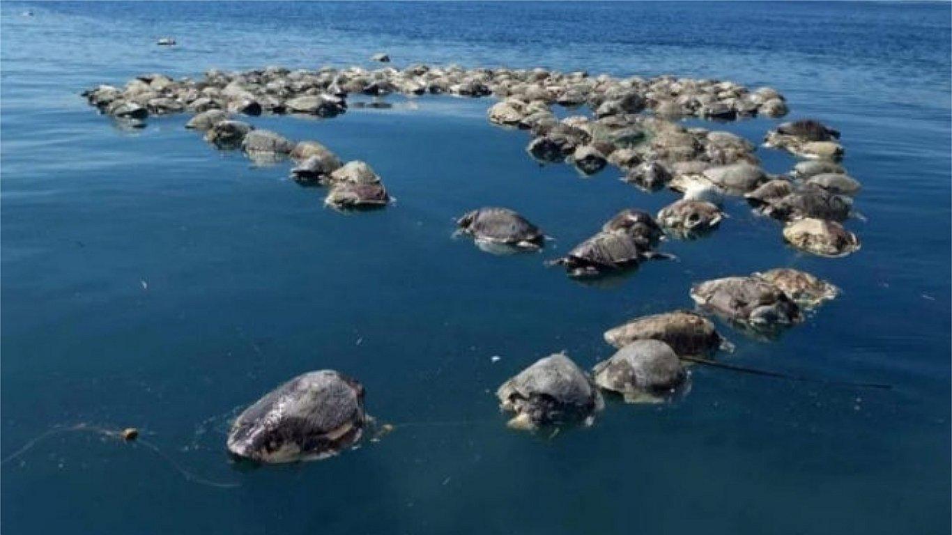 Hallan muertas 300 tortugas en peligro de extinción en costa de México (VIDEO)