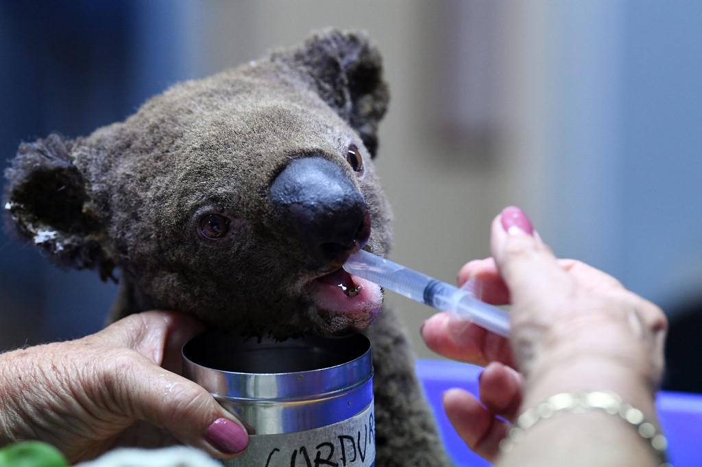 Un koala deshidratado y herido recibe tratamiento en el Hospital Port Macquarie Koala en Port Macquarie. (Foto: SAEED KHAN / AFP)