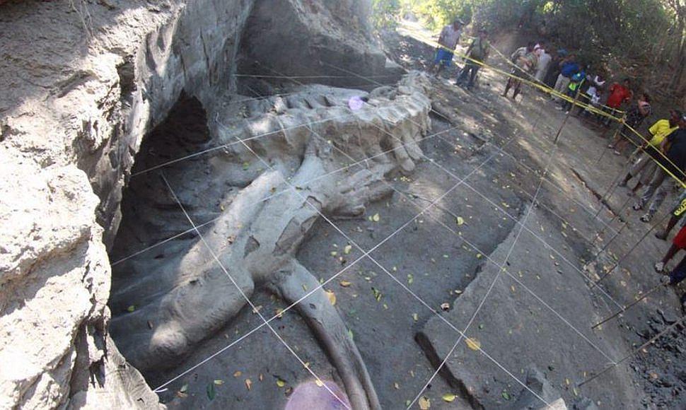 México: Descubren fósil de ballena de 1,8 millones de años de antigüedad