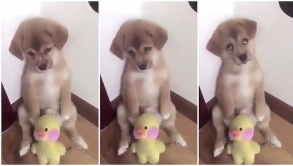 Facebook: la tierna reacción de un perrito al ser castigado por su dueño (VIDEO)