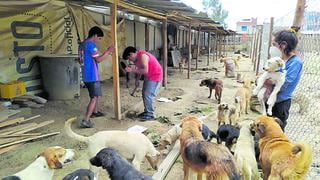 Buscan apoyo para construir albergue con todas las comodidades para 70 perros sin dueños en Huancayo