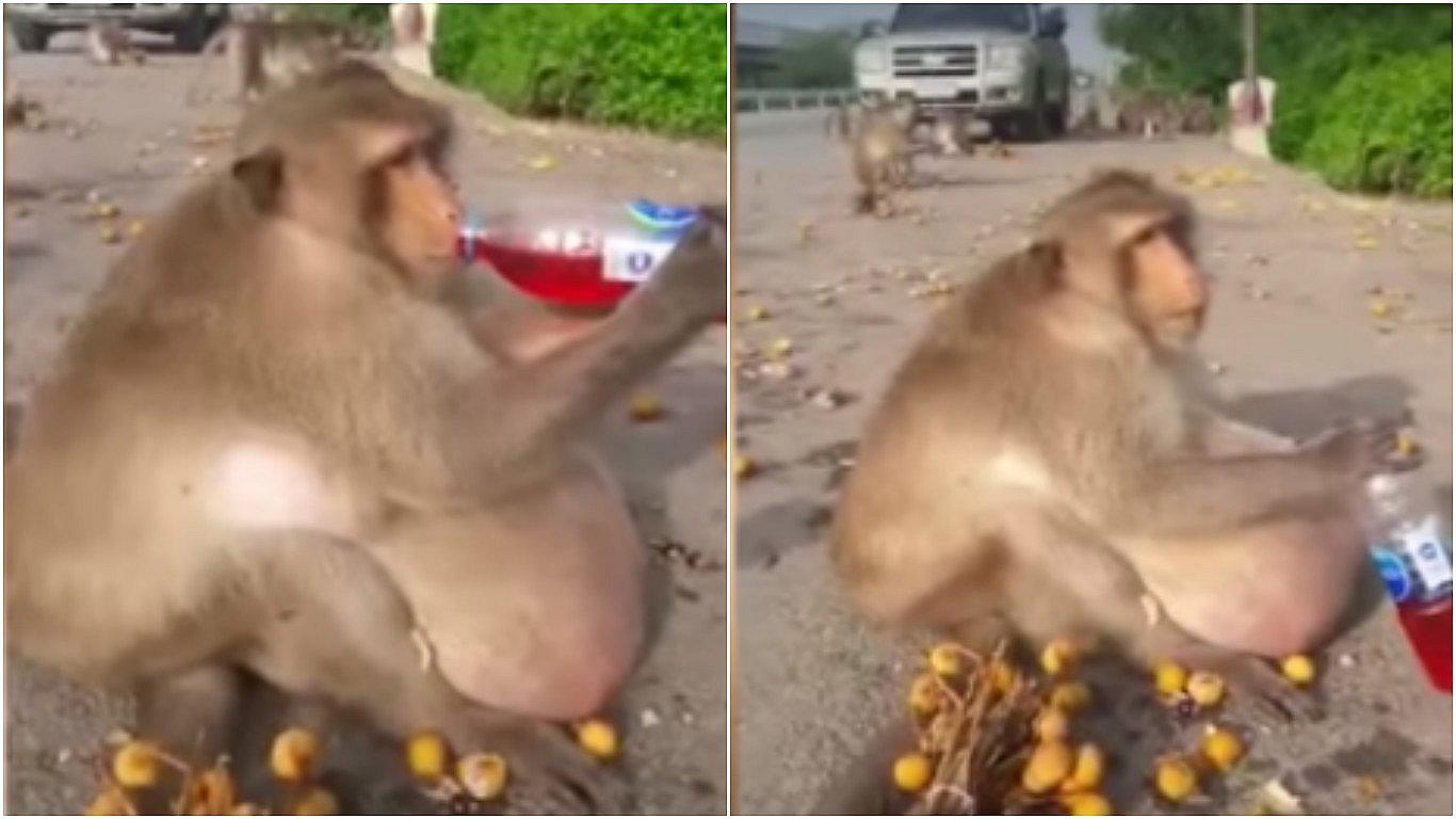 Mono obeso que comía comida chatarra fue rescatado y ahora está a dieta (VIDEO)