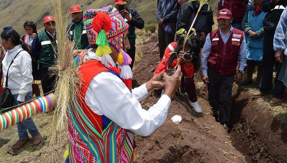 Campaña forestal busca llenar de plantas nativas cerros de Cusco