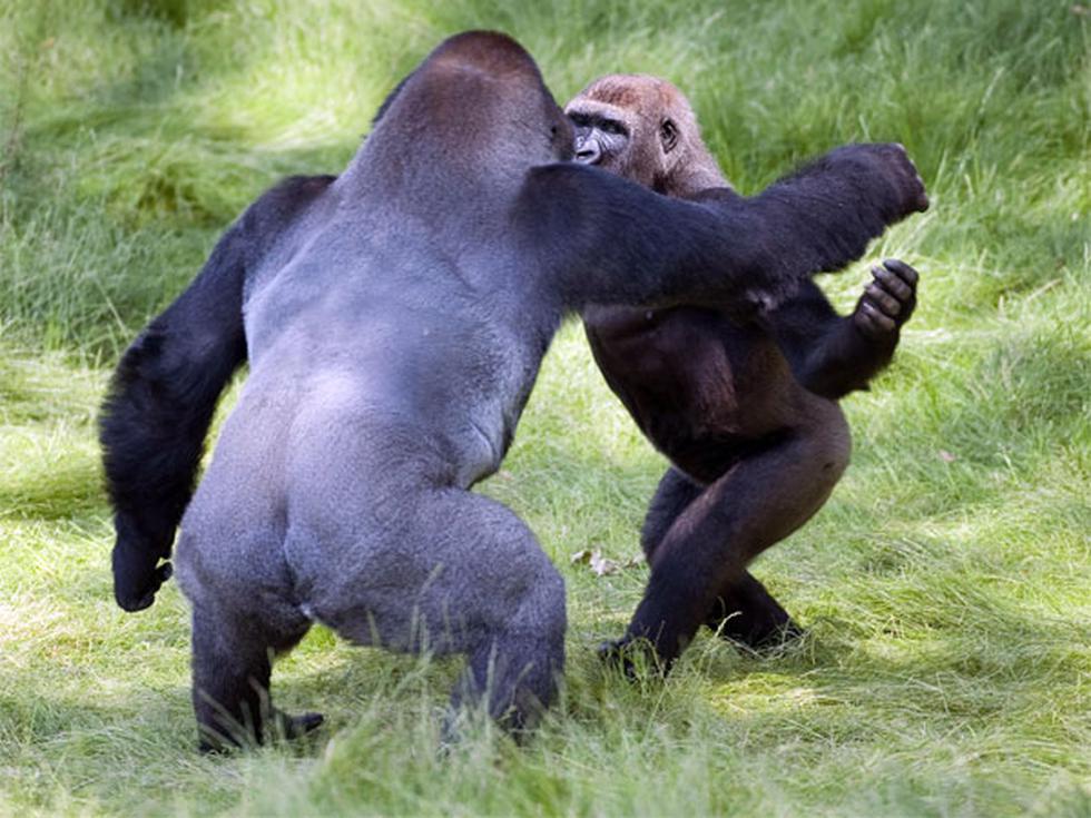 En imágenes: el conmovedor reencuentro de dos hermanos gorilas