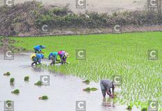 Río Majes pone en alto riesgo 7 mil ha de arroz