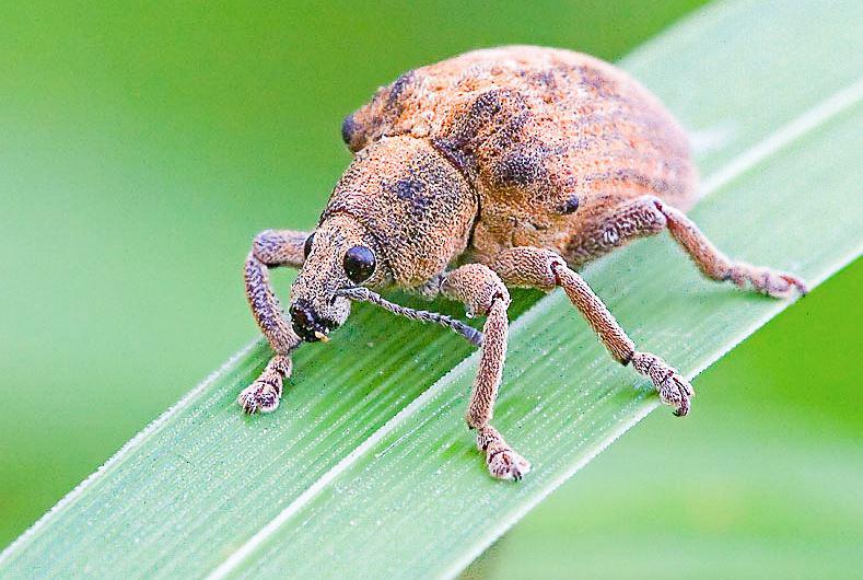 Puno: S/ 132 millones perdidos por gorgojo de los andes según especialistas