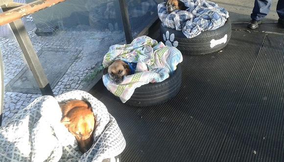 Brasil: Idean creativos refugios para cobijar perros callejeros