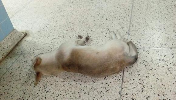Perrito espera hace un mes a su dueño en el hospital de Huacho, pero no sabe que él falleció