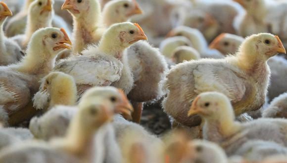 Se ven pollitos en una granja avícola el 2 de marzo de 2023. (Foto de CHAIDEER MAHYUDDIN / AFP)