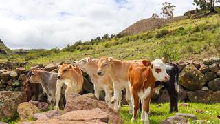 Provincias de Ayacucho trabajan mejoramiento genético, manejo de ganado y sanidad de bovinos