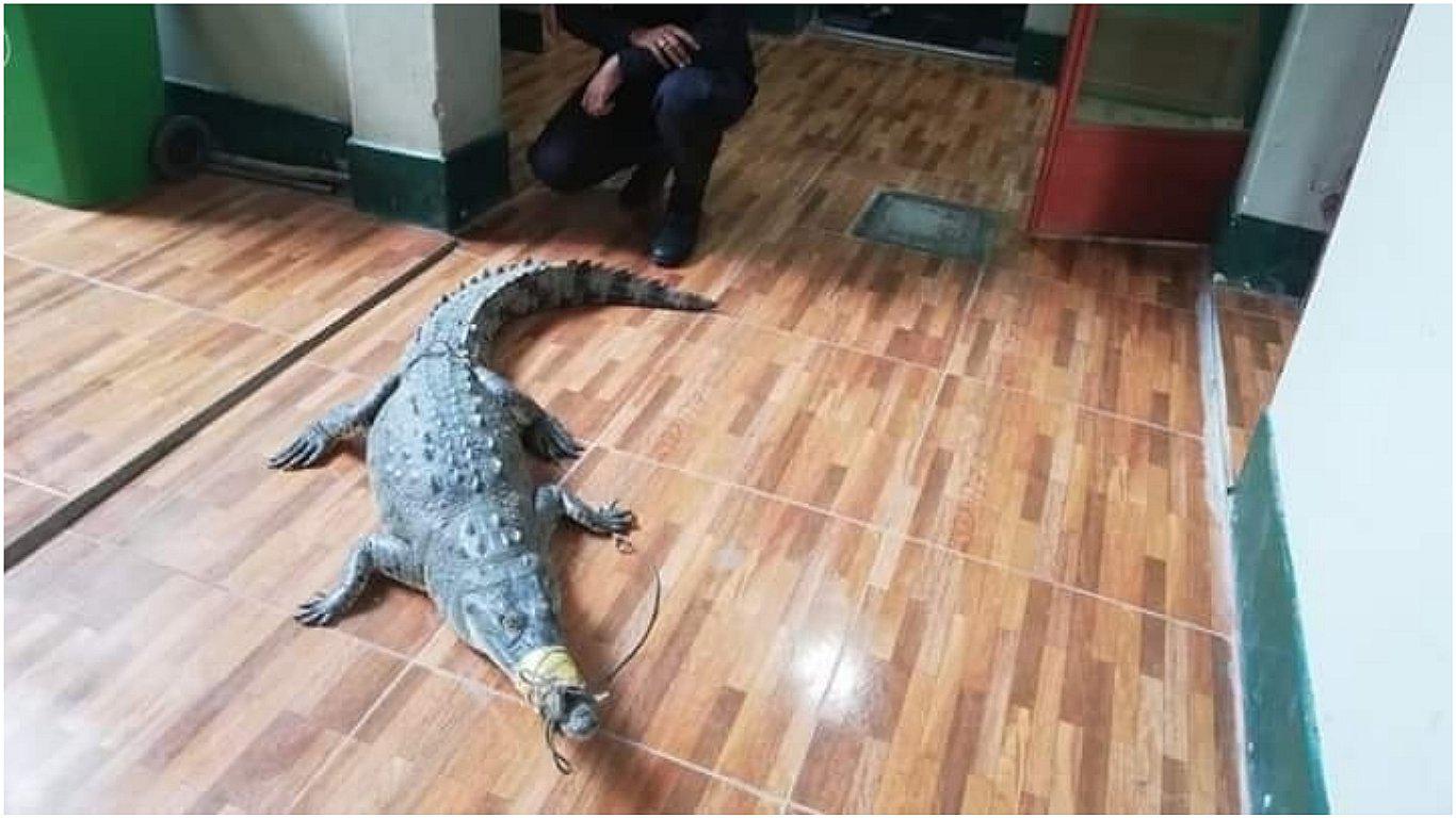 Cocodrilo fue capturado por Policía Ambiental en Tumbes (FOTOS)