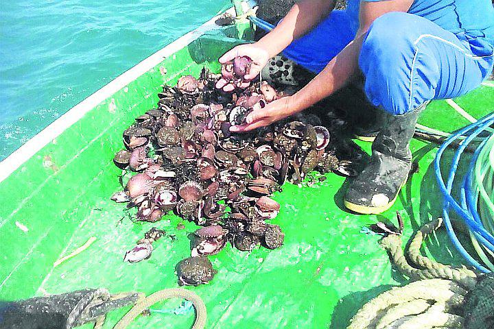 Revelan gran mortandad de conchas en Paracas