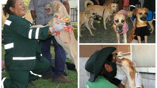 Darán de alta a los 11 perritos abandonados en departamento  
