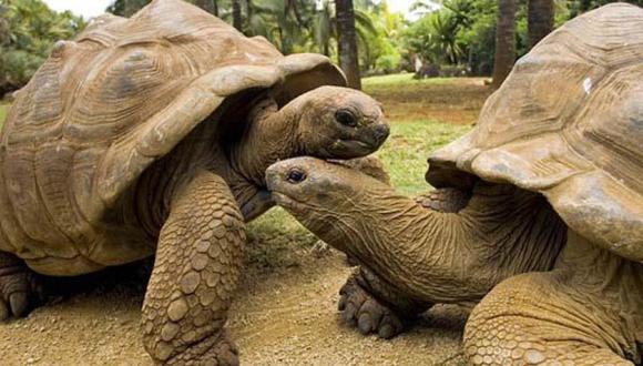 China rescata 620 tortugas introducidas ilegalmente para ser cocinadas
