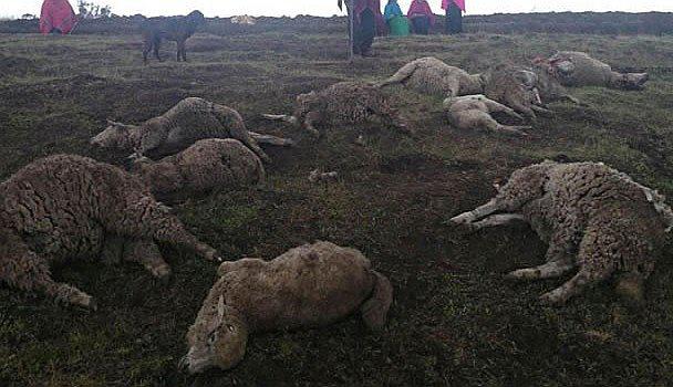 Perros acorralan a ovejas en lo alto del cerro y estas mueren asfixiadas 