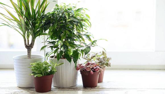 5 plantas para purificar el aire del hogar según la NASA
