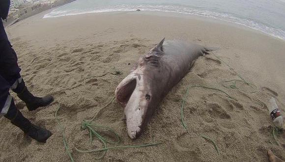 Facebook: gran tiburón varó en playa Punta Hermosa