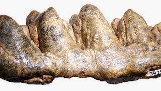 Ingemmet: Mastodonte de 9.5 millones de años vivió en la selva del Perú