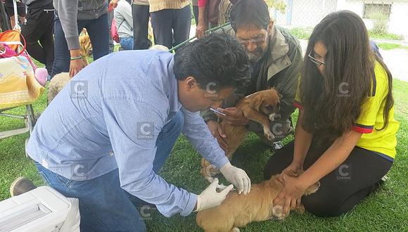Arequipa: Planean vacunar a 8 mil canes durante campaña antirrábica