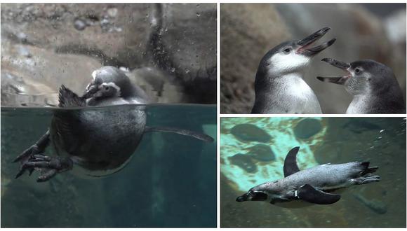 Así aprenden a nadar estos pingüinos bebé en un zoológico de EE.UU. (VIDEO)