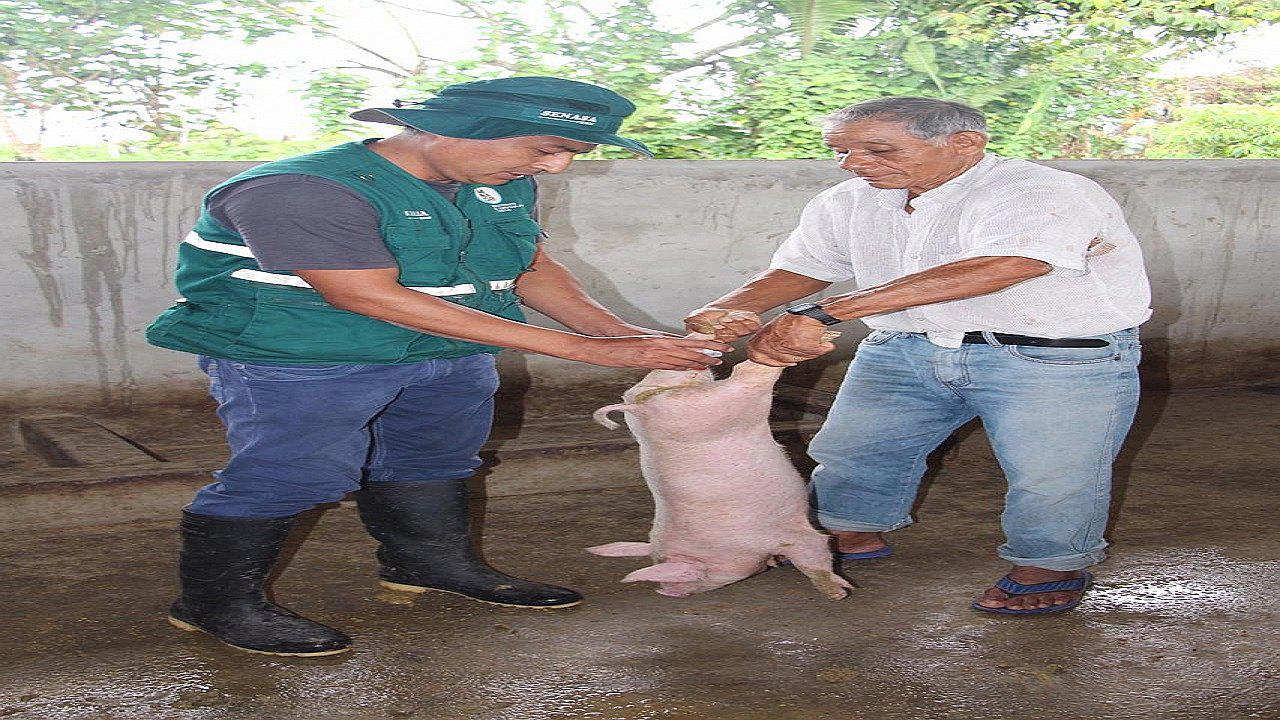 Minagri realiza en Pampa Hermosa masiva campaña de vacunación a ganado vacuno