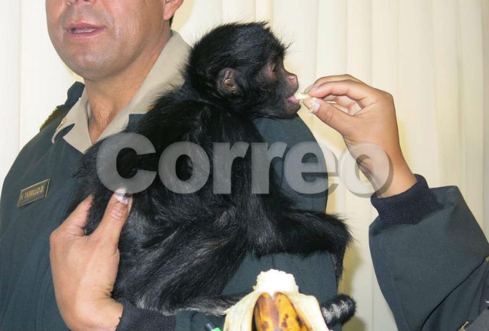 Rescatan a mono maquisapa que era atacado por perros 