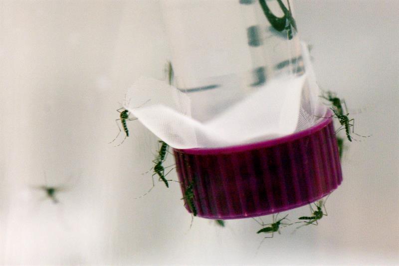 OMS dice que el contagio del Zika por vía sexual era ya conocido