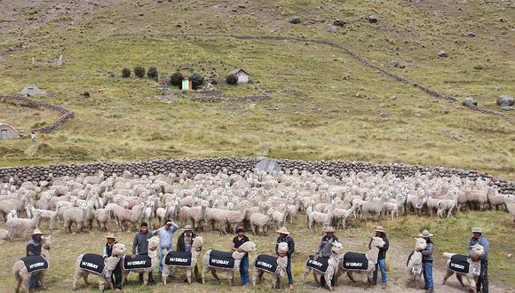 Impulsan crianza de alpacas en zonas altoandinas de Cusco