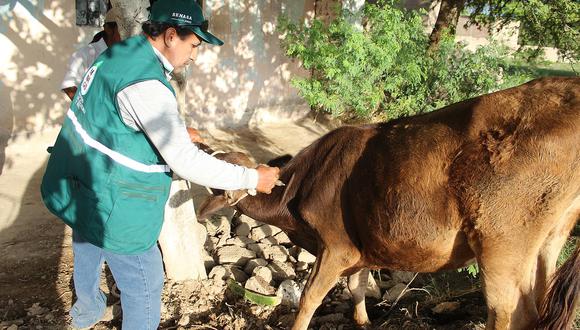 Lambayeque: Especialistas programan vacunación contra el ántrax