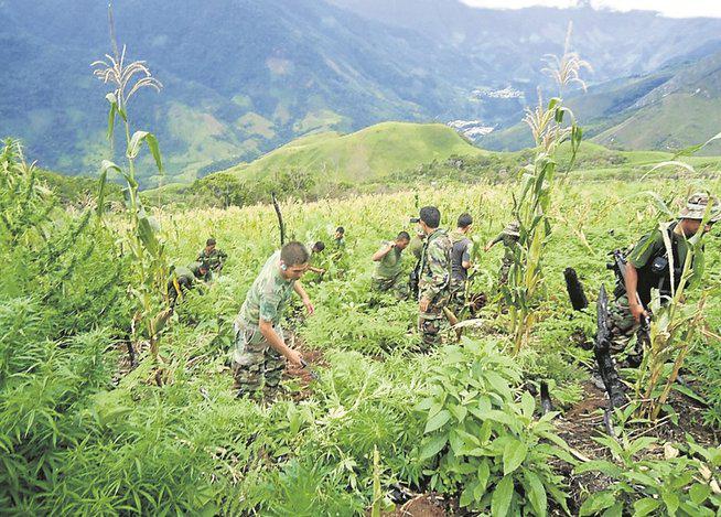 Áncash: Incineran mil 463 plantaciones de marihuana