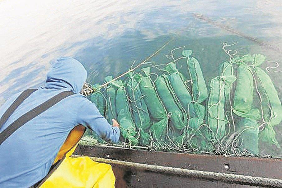 Se reinicia la exportación de la concha de abanico