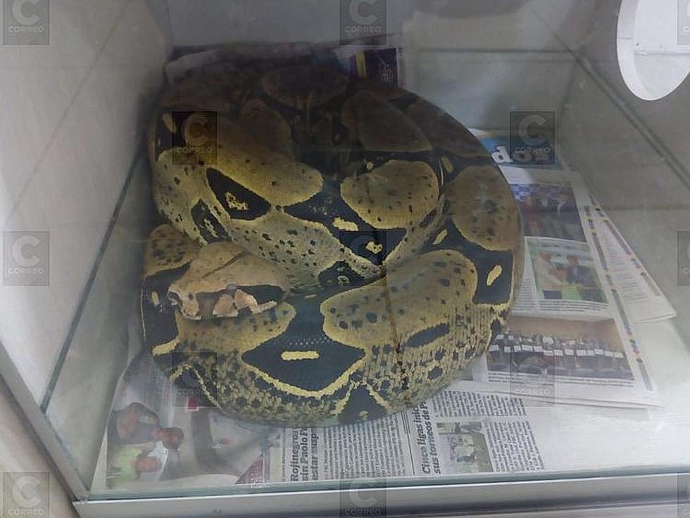 Mil 300 especímenes en el Museo de Historia Natural (FOTOS)